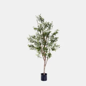 Olive Tree 1.5m by TREE CREATIONS, a Plants for sale on Style Sourcebook