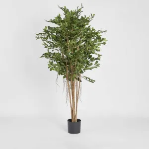 Ficus Retusa 1.8m by TREE CREATIONS, a Plants for sale on Style Sourcebook
