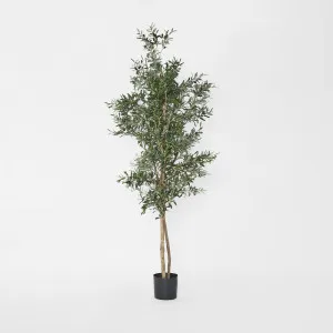 Olive Tree 2m by TREE CREATIONS, a Plants for sale on Style Sourcebook