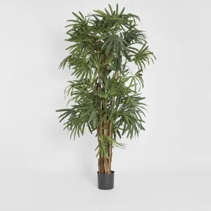 Raphis Palm Thin Leaf 2m by TREE CREATIONS, a Plants for sale on Style Sourcebook