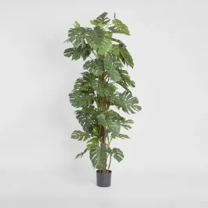 Split-Leaf Philodendron 1.8m by TREE CREATIONS, a Plants for sale on Style Sourcebook