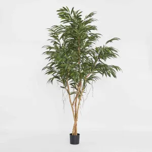 210cm Longifolia Tree by TREE CREATIONS, a Plants for sale on Style Sourcebook