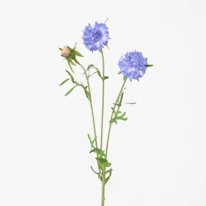 Scabiosa Stem Blue by JMC FLORALS, a Plants for sale on Style Sourcebook