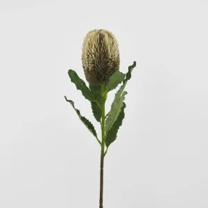 Banksia Stem Brown by JMC FLORALS, a Plants for sale on Style Sourcebook
