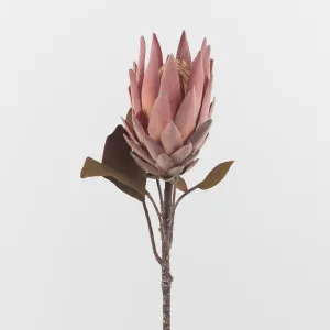 Dusty Pink Protea by JMC FLORALS, a Plants for sale on Style Sourcebook