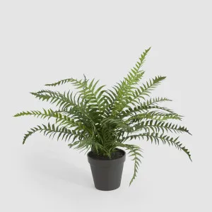 Potted Fern 40cm by JMC FLORALS, a Plants for sale on Style Sourcebook