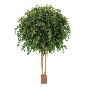 Giant Ficus Exotica Tree 6.1m by TREE CREATIONS, a Plants for sale on Style Sourcebook