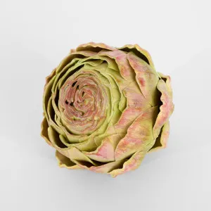 Cut Artichoke Purple by Florabelle Living, a Plants for sale on Style Sourcebook