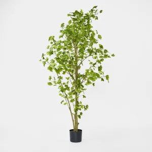 Ginko Tree Potted 1.8m by TREE CREATIONS, a Plants for sale on Style Sourcebook