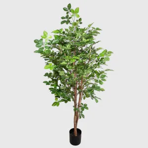 Hornbean tree 1.5m by TREE CREATIONS, a Plants for sale on Style Sourcebook