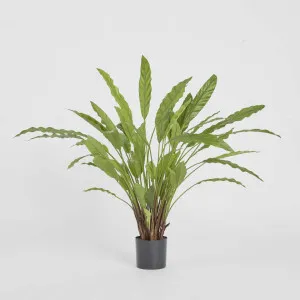 Calathea Potted Bush by TREE CREATIONS, a Plants for sale on Style Sourcebook