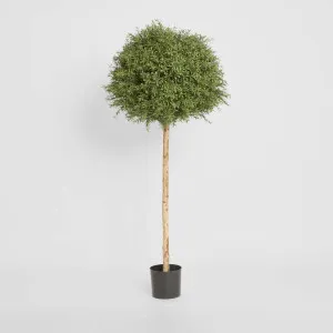 Rosemary Ball Tree 1.45m by TREE CREATIONS, a Plants for sale on Style Sourcebook