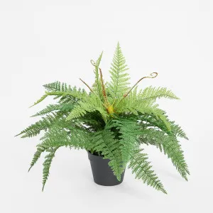 Boston Fern in Pot 55cm by TREE CREATIONS, a Plants for sale on Style Sourcebook