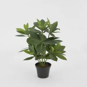 Mini Bay Leaf Potted Plant by Florabelle Living, a Plants for sale on Style Sourcebook