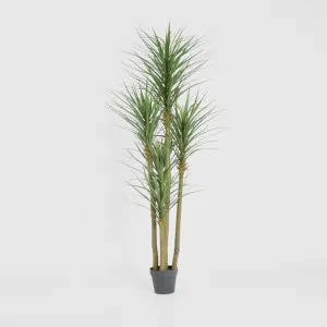 Yucca Tree In Black Pot 180cm by TREE CREATIONS, a Plants for sale on Style Sourcebook
