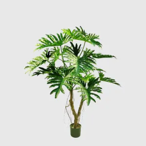 Philodendron Selloum Tree 140cm by TREE CREATIONS, a Plants for sale on Style Sourcebook