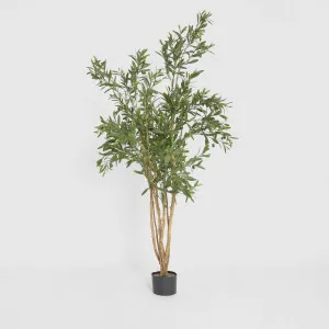 Olive Tree 120cm by TREE CREATIONS, a Plants for sale on Style Sourcebook