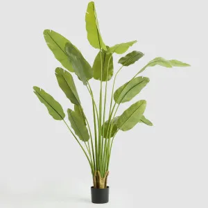 Bird of Paradise Real Touch 240cm by TREE CREATIONS, a Plants for sale on Style Sourcebook