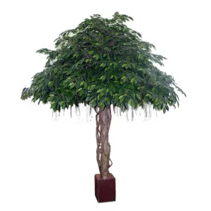Fat Ficus Umbrella Giant 3.05m by TREE CREATIONS, a Plants for sale on Style Sourcebook