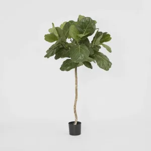 Fiddle Leaf Tree 1.5m by TREE CREATIONS, a Christmas for sale on Style Sourcebook