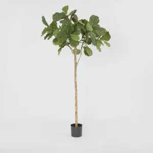 Fiddle Leaf Fig Tree 2m by TREE CREATIONS, a Christmas for sale on Style Sourcebook