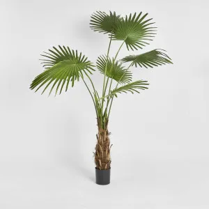 Fan Palm Tree 200cm by TREE CREATIONS, a Plants for sale on Style Sourcebook
