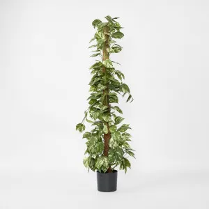 Pothos Vines on Coconut Pole 1.5m by TREE CREATIONS, a Plants for sale on Style Sourcebook