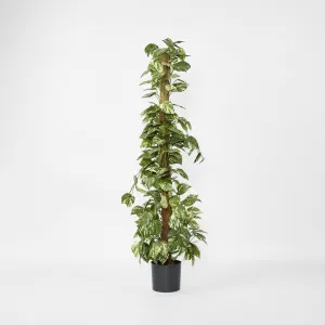 Pothos in Pot 1.2m by TREE CREATIONS, a Plants for sale on Style Sourcebook