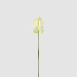 Anthurium Lily Real Touch White by Florabelle Living, a Plants for sale on Style Sourcebook