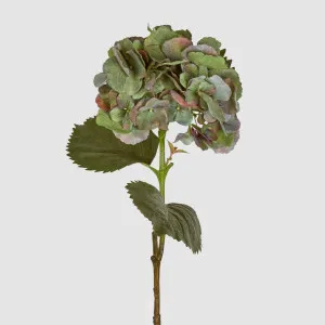 Hydrangea Large Stem With Leaves 75cm Green by Florabelle Living, a Plants for sale on Style Sourcebook