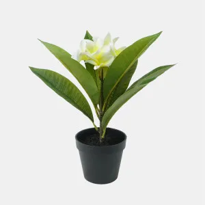 Potted Frangipani White 34cm by Florabelle Living, a Plants for sale on Style Sourcebook