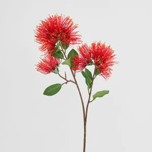 Pohutukawa Protea Stem by JMC FLORALS, a Plants for sale on Style Sourcebook