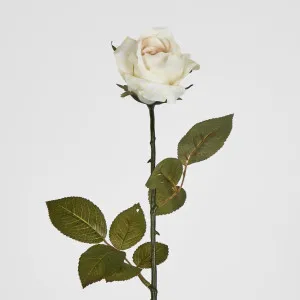 Long Stem Rose Cream by JMC FLORALS, a Plants for sale on Style Sourcebook