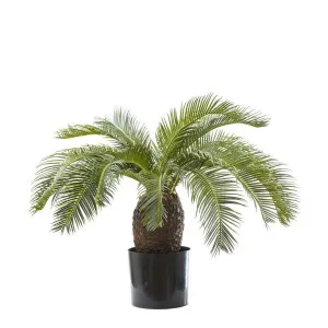 Cycad Palm 65cm by TREE CREATIONS, a Plants for sale on Style Sourcebook