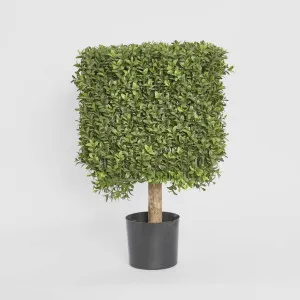 Boxwood Square Top 55cm by TREE CREATIONS, a Plants for sale on Style Sourcebook