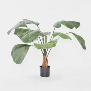 Fan Palm 1.22m by TREE CREATIONS, a Plants for sale on Style Sourcebook