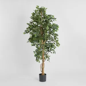 Ficus Retusa Bush Tree 1.8m by TREE CREATIONS, a Plants for sale on Style Sourcebook