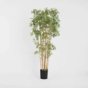 Japanese Bamboo Tree 1.9m by TREE CREATIONS, a Plants for sale on Style Sourcebook