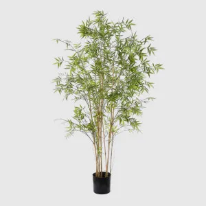 Oriental Bamboo Tree 1.9m by TREE CREATIONS, a Plants for sale on Style Sourcebook