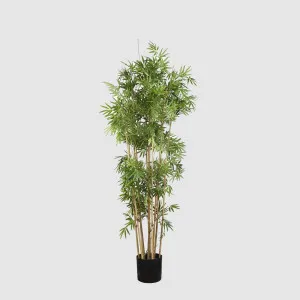 Japanese Bamboo Tree 1.6m by TREE CREATIONS, a Plants for sale on Style Sourcebook