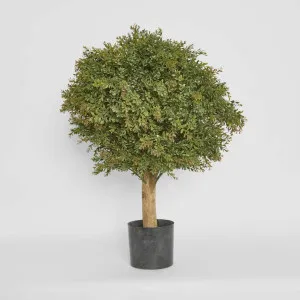 Red Day Leaf Ball Tree 85cm by Florabelle Living, a Plants for sale on Style Sourcebook