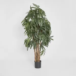 Raphis Palm Thin Leaf 1.8m by TREE CREATIONS, a Plants for sale on Style Sourcebook
