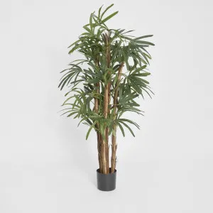 Raphis Palm 1.5m by TREE CREATIONS, a Plants for sale on Style Sourcebook
