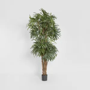 Raphis Palm Thin Leaf 2.4m by TREE CREATIONS, a Plants for sale on Style Sourcebook