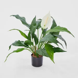 Spathiphyllum Lily White 53cm by TREE CREATIONS, a Plants for sale on Style Sourcebook