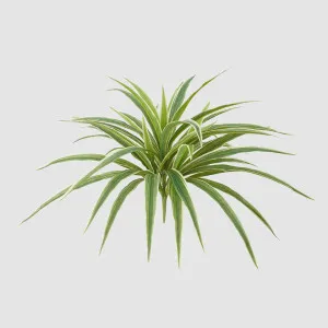 Real Touch Dracaena Bush Green 43cm by Florabelle Living, a Plants for sale on Style Sourcebook