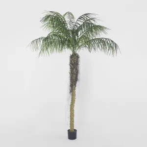 Phoenix Palm 2.1m by TREE CREATIONS, a Plants for sale on Style Sourcebook