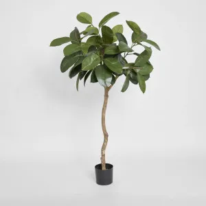 Rubber Plant Tree 1.2m by TREE CREATIONS, a Plants for sale on Style Sourcebook