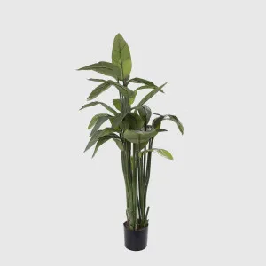 Strelitzia in Pot 1.35m by TREE CREATIONS, a Plants for sale on Style Sourcebook