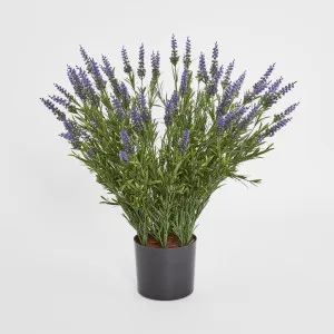 68cm Potted Lavender Bush by Florabelle Living, a Plants for sale on Style Sourcebook